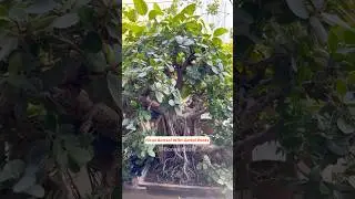 Ficus Bonsai with Aerial Roots 🪴👌 #bonsaitree