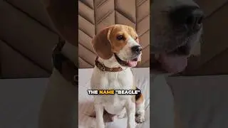 Surprising History of Beagles  #dog #beagle #beagles #pets #dogs