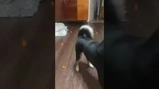дрифт под фонк Кок Годзилла #fonk #dog #car #drift #cute