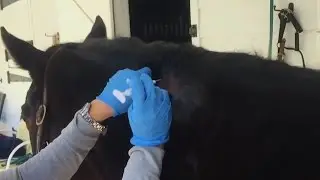 Microchipping a Horse