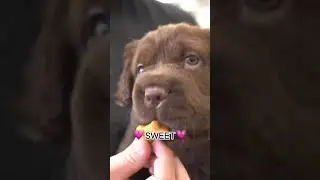 Mini Hippo Puppy 🐶 | Petland Parma