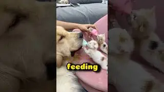 This Dog Is Nursing Her Kittens