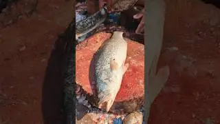 Big Giant Size Coral Fish Cutting Skills 😦 || #shorts #fishcutting_skills