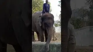 Elephant 🐘Sound #hathi #xoo #hathiraja #oooh #elephant #reels #elephantsong #elephantlove #trending