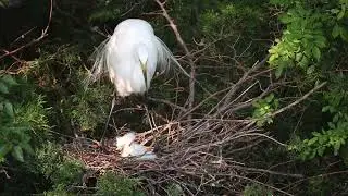 Great Egret and baby chicks