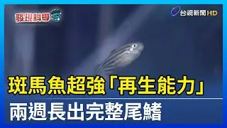 斑馬魚超強「再生能力」 兩週長出完整尾鰭【發現科學】
