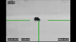 FLIR thermal hog hunting 38 hogs in 8 nights