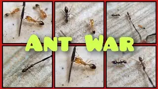 ANT WAR FIGHTING FOR FOOD.RED ANT VS BLACK ANT