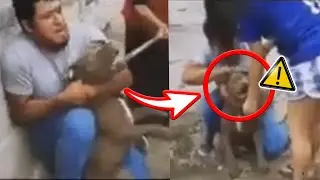 La MEJOR TÉCNICA para SEPARAR un PERRO TIPO BULL en una PELEA ✅ | 4EverDogs