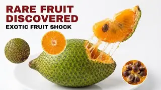 SNAKE Fruit Is A Hidden Gem In The Fruit World