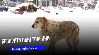 Зоозахисники радять годувати і давати прихисток безпритульним тваринам під час морозів
