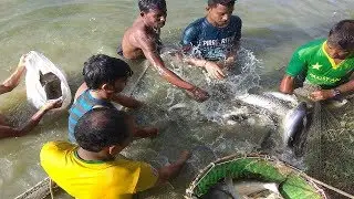 Panggas And Mrigel Carp Mixed Fish Farming In Pond | Fisherman Catching Mrigel Carp Fish With Net ||
