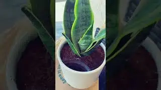 Snake plant Easyplant Unboxing!