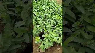 Why I&rsquo;m Adding More Fruit Trees to My Garden | Tree Nursery Visit 🌱