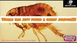 Facts About Fleas #shorts #short #shortvideo | MECHfactody