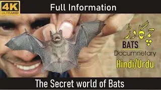 Tiny Bat Facts | Common Pipistrelle Bat Documentary  |Mysterious Creatures of the Night 
