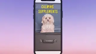 Dog Anxiety Treatment - Calming Supplements for Dogs #shorts