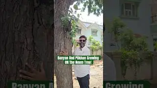 Neem Tree Becomes Home for Banyan and Pilkhan | Rare Biodiversity