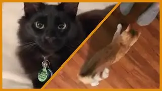 Cute Animals for When You Are Feeling Down #1