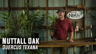 Why Nuttall Oak Is one of the Best Red Oaks | Late-Dropping Acorns for Deer & Ducks