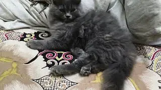 Eli Sleeping style 🥱| Cat sleeping poses| #cat #catvideos #sleepingcat #viralcats #ytviral #pets 