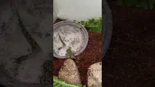 Western tiger salamander 22-1817 popping out for a meal!