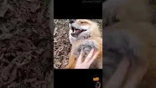 Foxes Laughing 🦊🦊 #shorts #fox #laugh