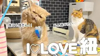 無我夢中に遊ぶ猫と空気を読んで遊ばない猫はこちらです。【エキゾチックショートヘア/マンチカン】