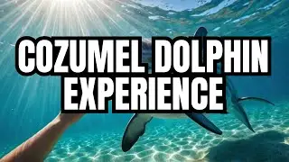 Dolphin Discovery Cozumel the BEST Place to See Dolphins in Mexico