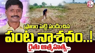 తుఫాన్&zwnj; ప్రభావం&hellip; రైతు జీవితానికే ముగింపు | Crop damage..| Mantha Cyclone Effect On Farmer |