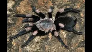 Spider mail from Alternative Inverts