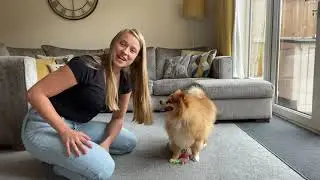 How To Play Tug With A Blind Dog