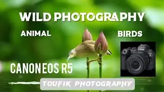 La magie de la photographie animali&egrave;re : capturer la beaut&eacute; des oiseaux en plein vol ! Canon EOS R5