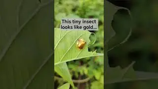 Nature&rsquo;s Golden Miracle #insects #nature #shorts #YumnaVillage#insects