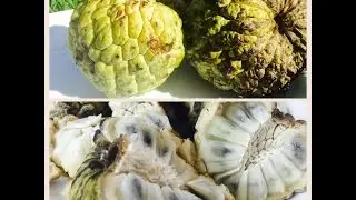 Health Benefits Of CUSTARD APPLE (Sitaphal) with Raihana's Cuisines