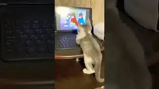 kitten watching 👀 Tom and Jerry ❤️😝 #pets #viral #ytshorts #cat #cute #kitten