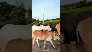 Govulu🐄🐄🙏#viralvideos  #trending #shorts #cow #krishna