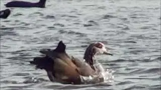 Egyptian Geese grooming