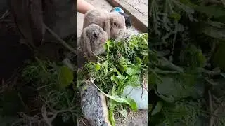 Kaninchen essen Zeit