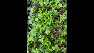 Paperpot transplanter - Lettuce