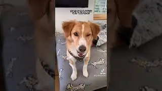 A conversation with mummy 🐶 #dog #conversation #smart #fyp #viral #shorts