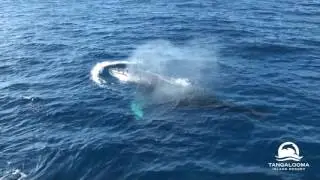 Tangalooma Whale Watching - June 28 2017