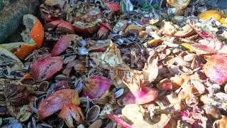 invideo ai 1080 Aquaponics  The Future of Sustainable Fa 2024 09 10