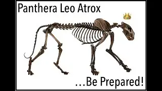 The American Lion. | Panthera Leo Atrox. | Behold the Kings of The Pleistocene.