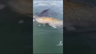 Gli attacchi di siluro pi&ugrave; virali dell'anno #catfish