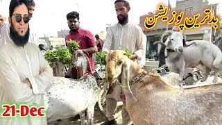 Orangi town Bakra Mandi latest update| 21-Dec-2025😍 gulabi ablak taddy tapra beetle makha chini, 