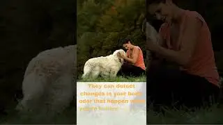 Do dogs smell human emotions