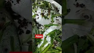 SATISFYING #fish #cooking #steam #trending #shorts