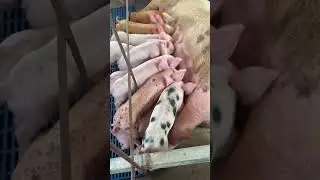 Simple Pig Feeding Guide for Healthy Pigs #PigFeed #FarmHacks #LivestockCare