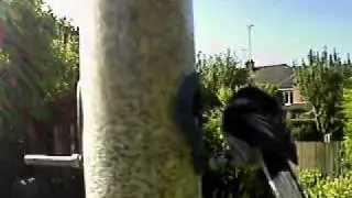 Long tailed tit - 20th June 2011 @GardenTwitter